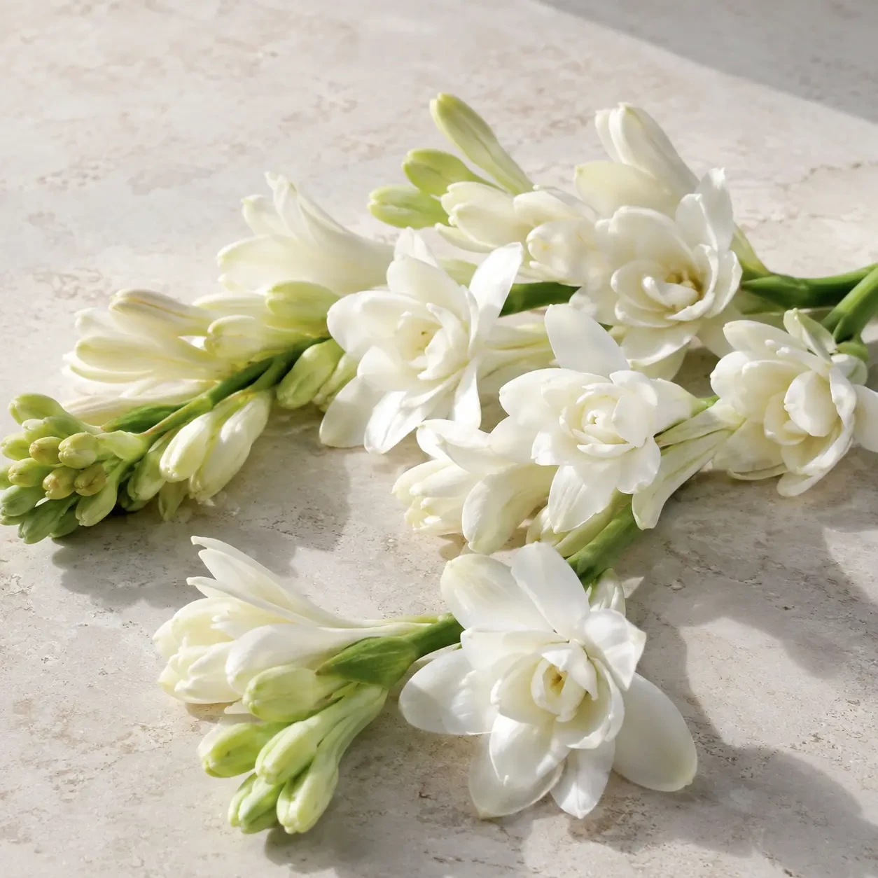 Atmospheric interpretation of tuberose lands full-strength, milky and a little metallic at the edges.