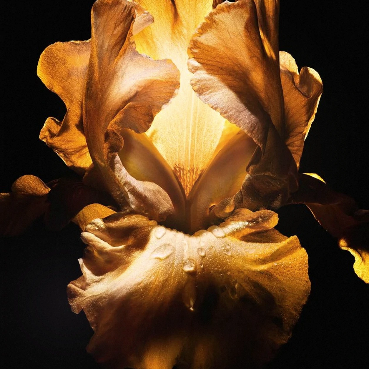 Atmospheric interpretation of iris petals open with an airy, powder-soft caress.