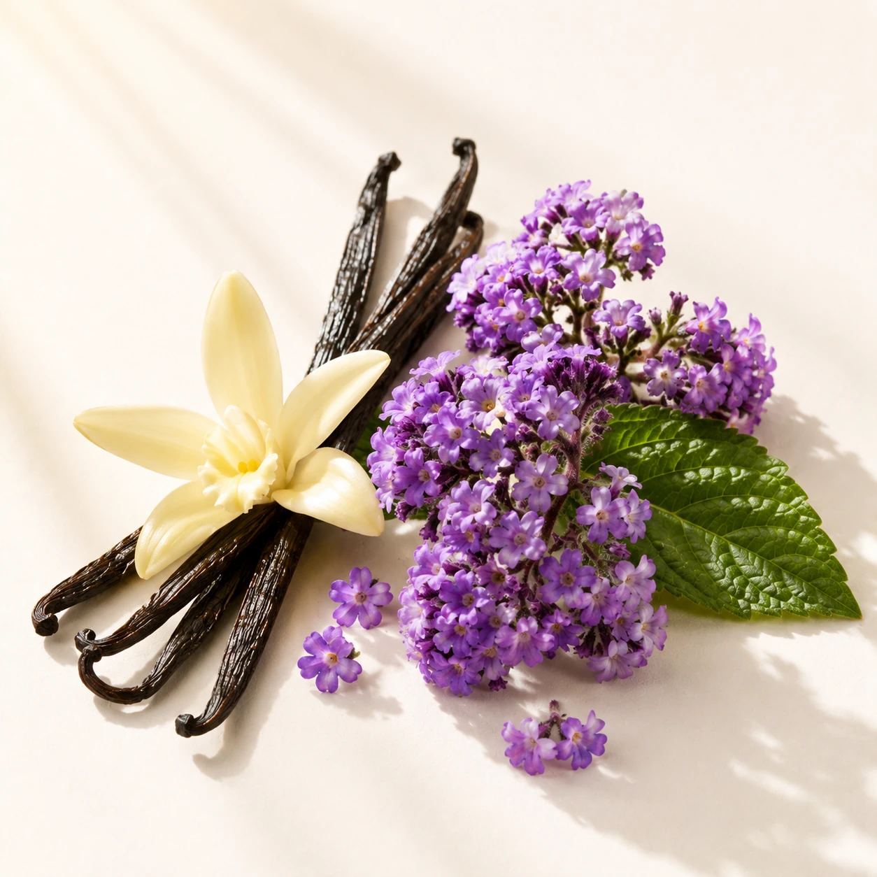 Atmospheric interpretation of black vanilla and heliotrope, without a single flower.
