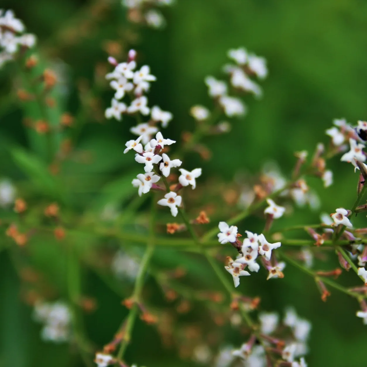 Atmospheric interpretation of the energy resolves into a clean, herbal trace.